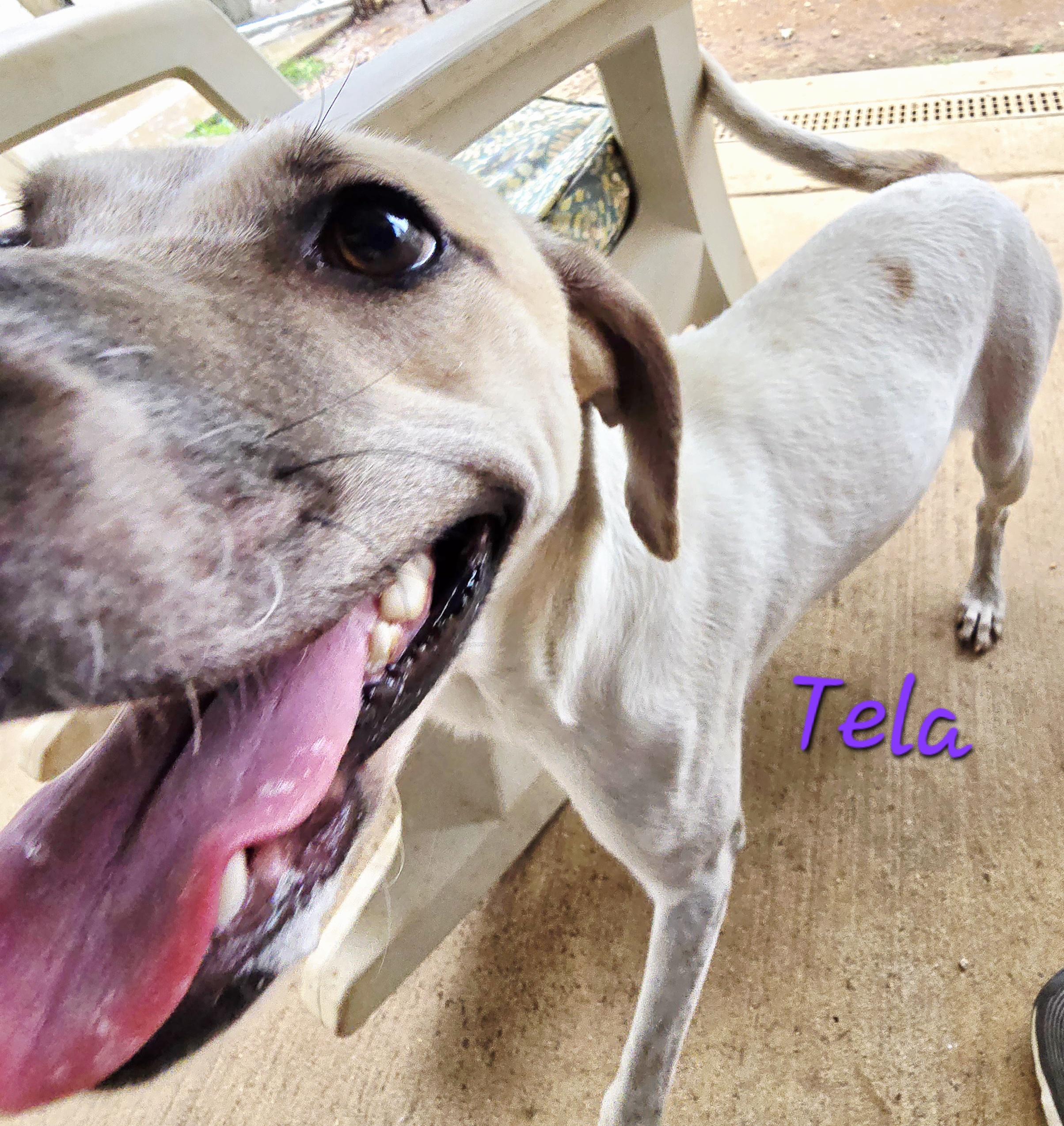 TELA, a Adoptable mixed breed in Athens, AL image 6/6