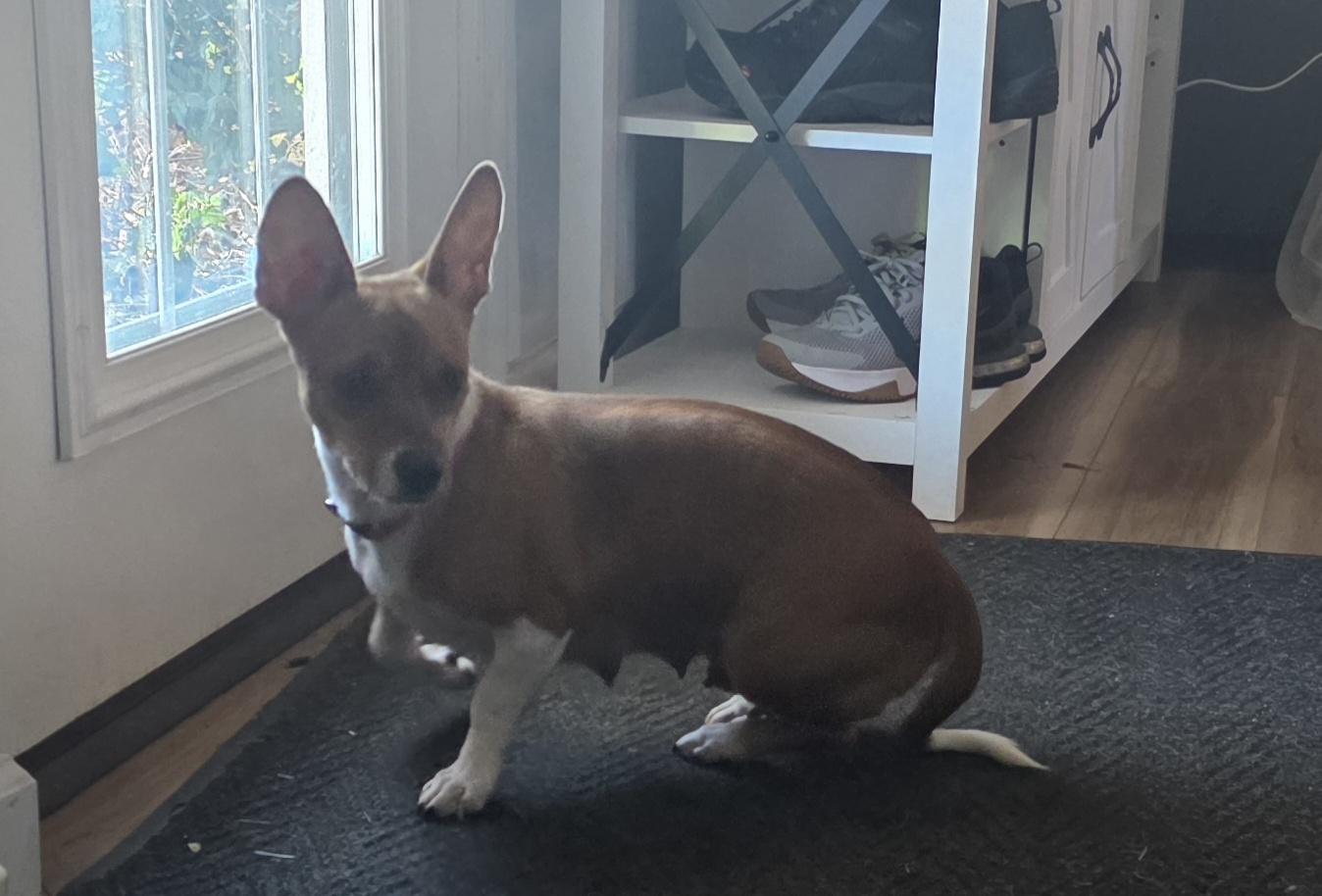 Alice, an adopted mixed breed in Blue Bell, PA image 5/6