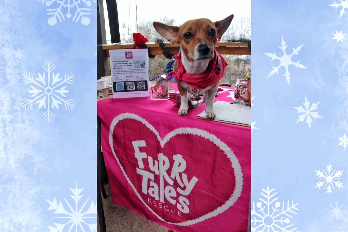 Alice, ADOPTABLE, Young Female Corgi.