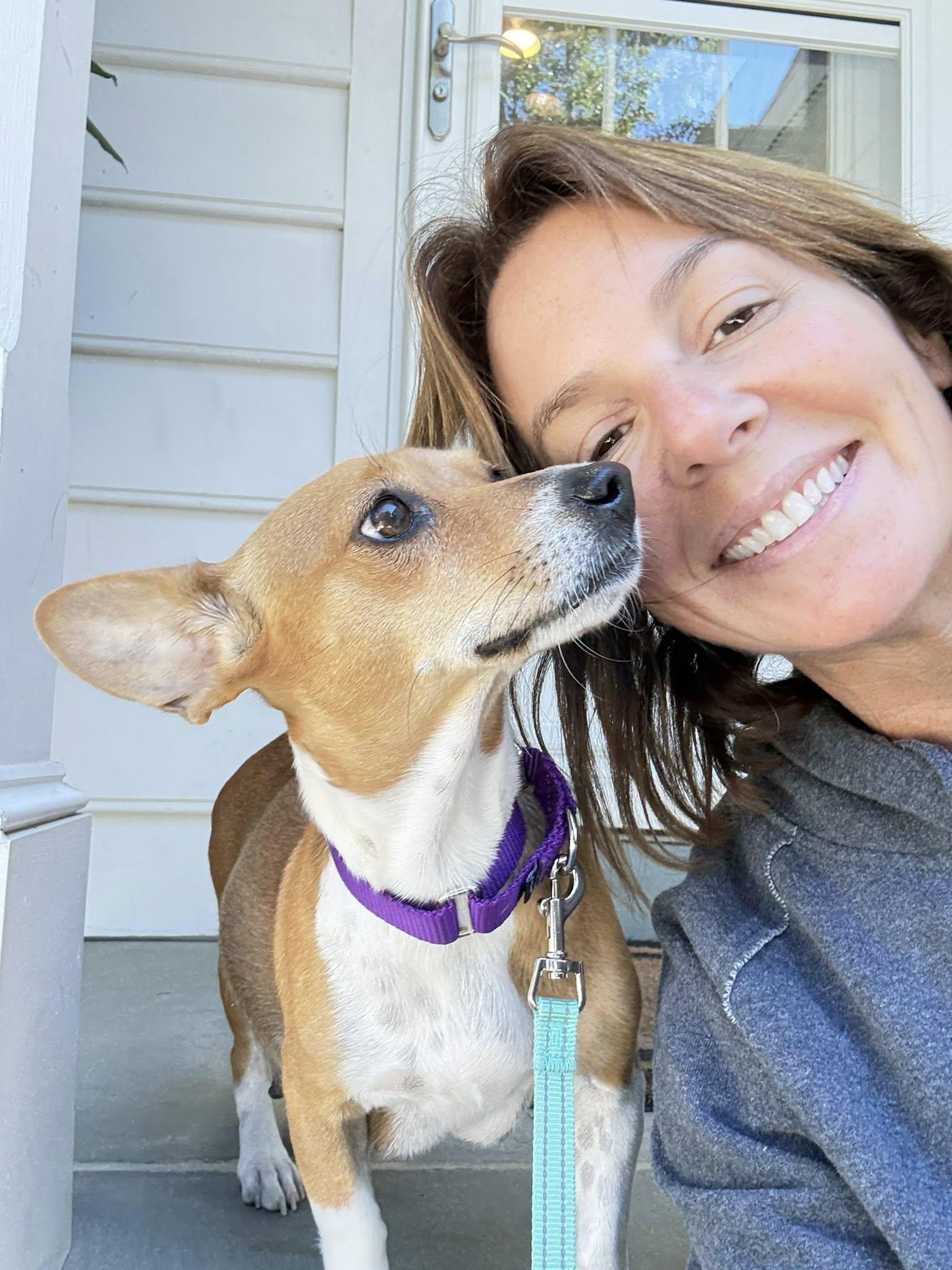 Alice, adopted, Young Female Corgi.