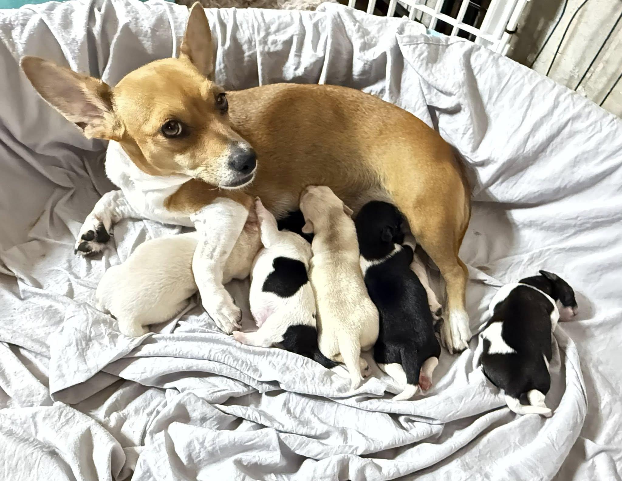 Enlarge Alice, a ADOPTABLE mixed breed in Blue Bell, PA image 3/5