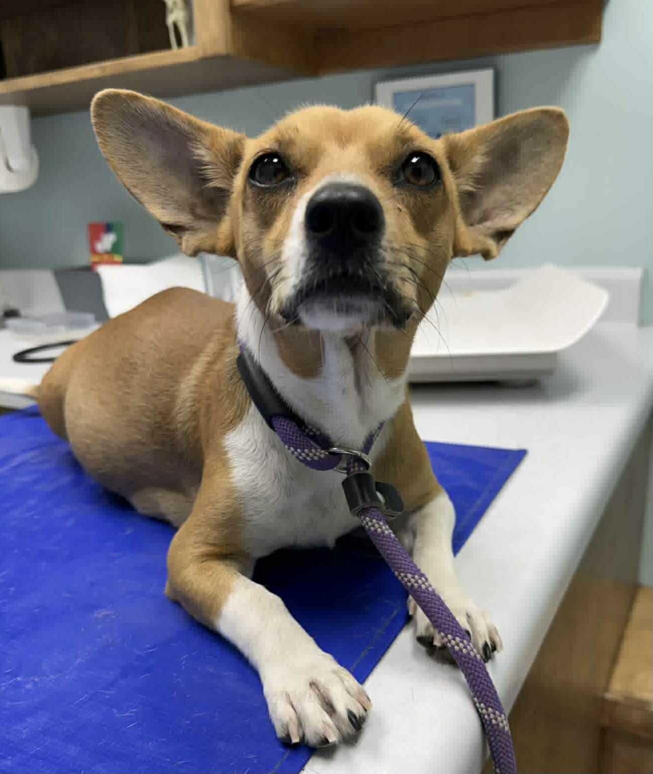 Enlarge Alice, a ADOPTABLE mixed breed in Blue Bell, PA image 4/5