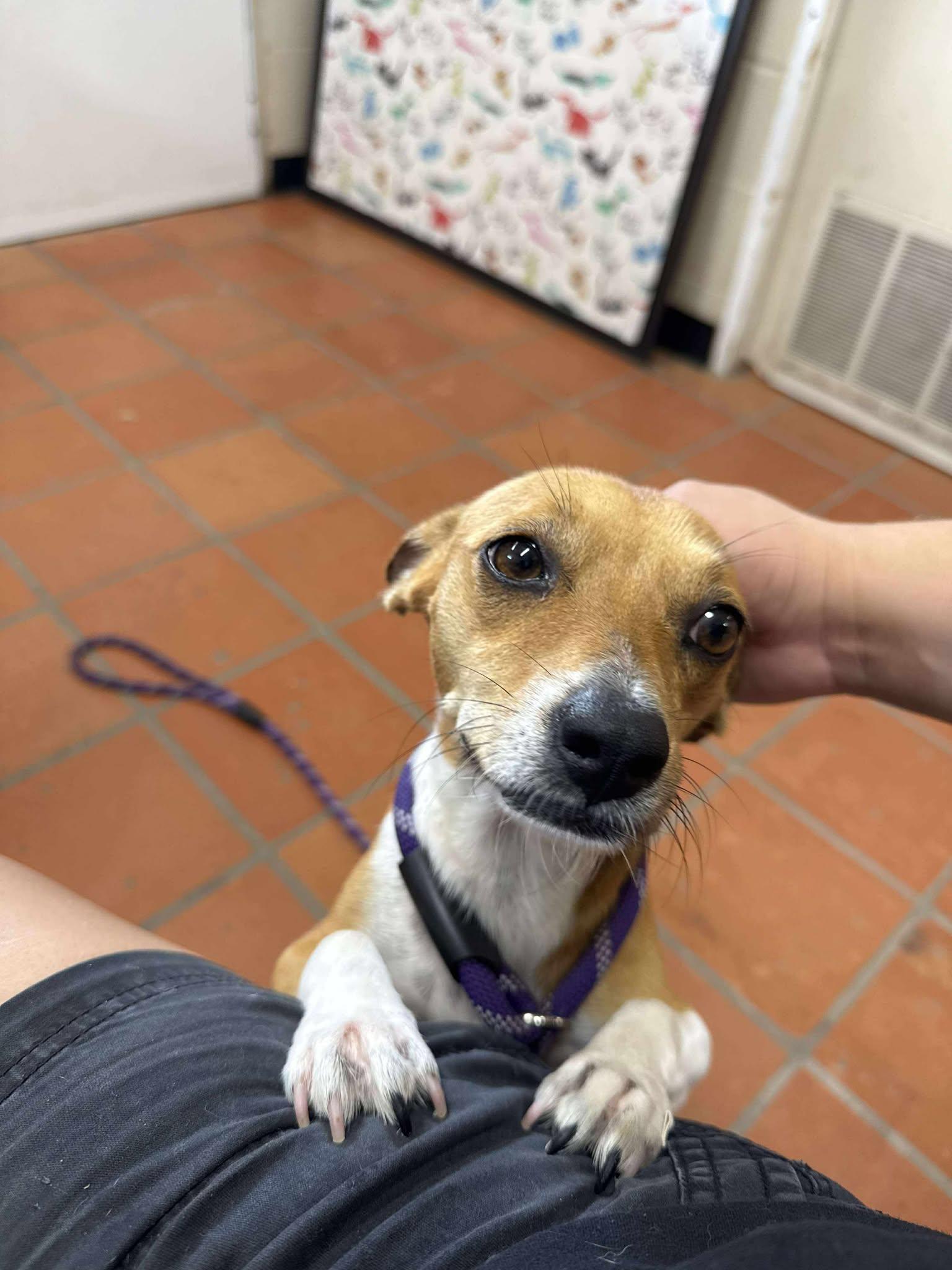 Enlarge Alice, a ADOPTABLE mixed breed in Blue Bell, PA image 5/5