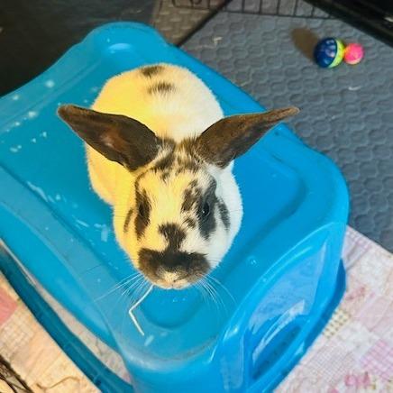 Tiramisu, Adoptable, Adult Female Hotot & Bunny Rabbit.