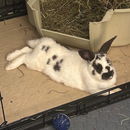 Tiramisu, a Adoptable mixed breed in Providence, RI image 2/6