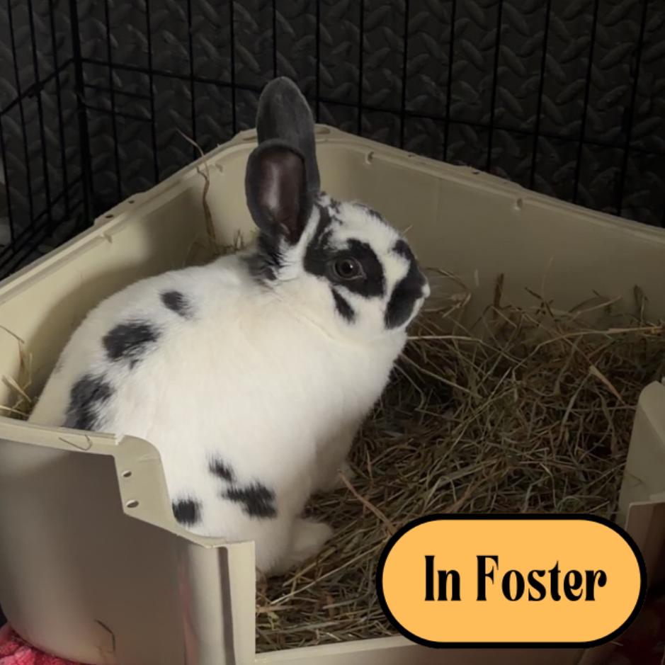 Tiramisu, a Adoptable mixed breed in Providence, RI image 3/6