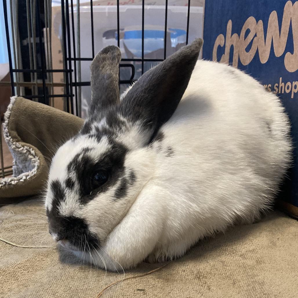 Tiramisu, a Adoptable mixed breed in Providence, RI image 4/6