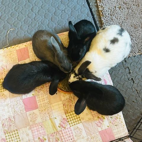 Tiramisu, a Adoptable mixed breed in Providence, RI image 6/6