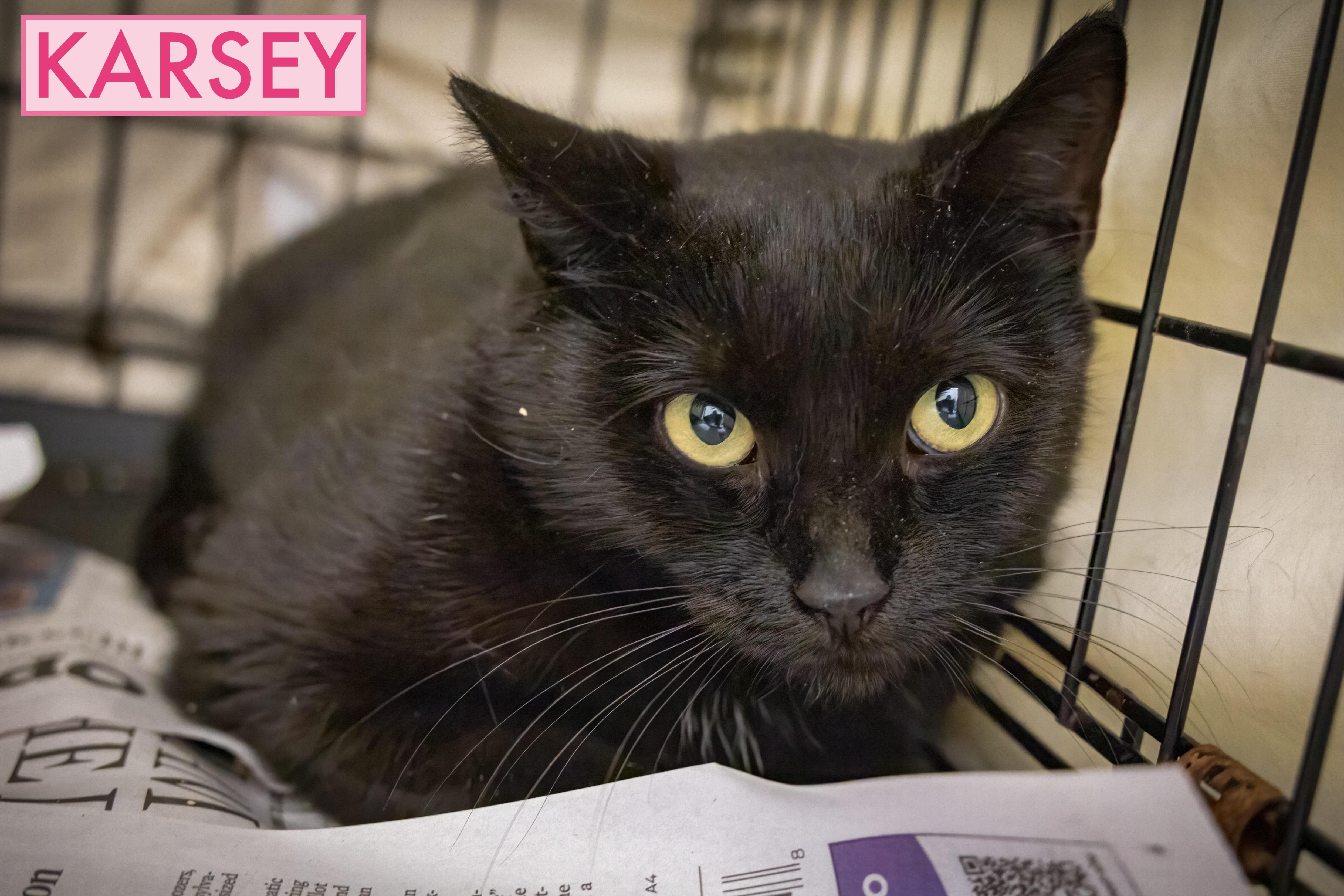 Karsey (FCID# 10/22/2025 - 78 Trainer)