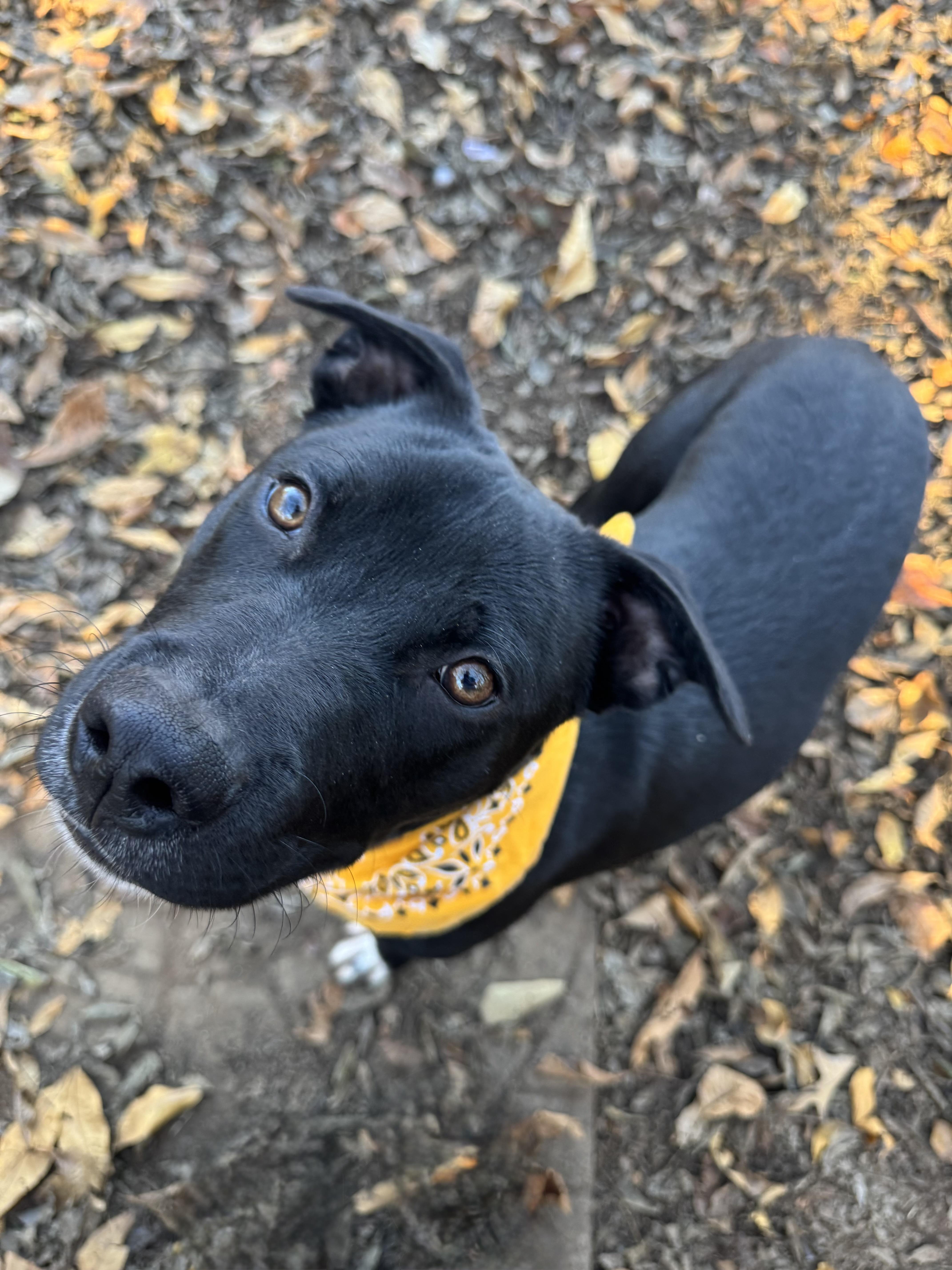 Howie, a Adopted mixed breed in Loudon, TN image 1/4