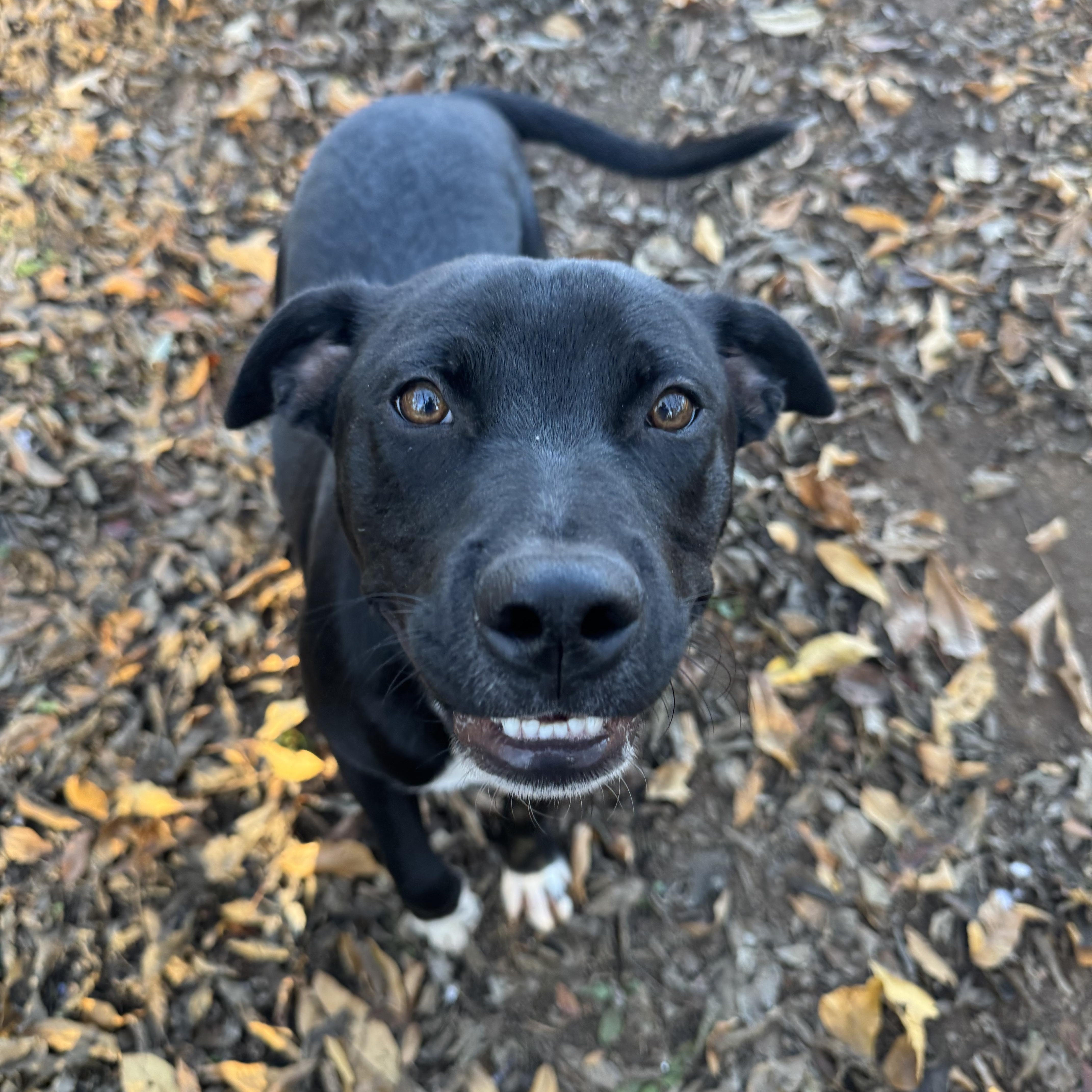 Howie, a Adopted mixed breed in Loudon, TN image 2/4
