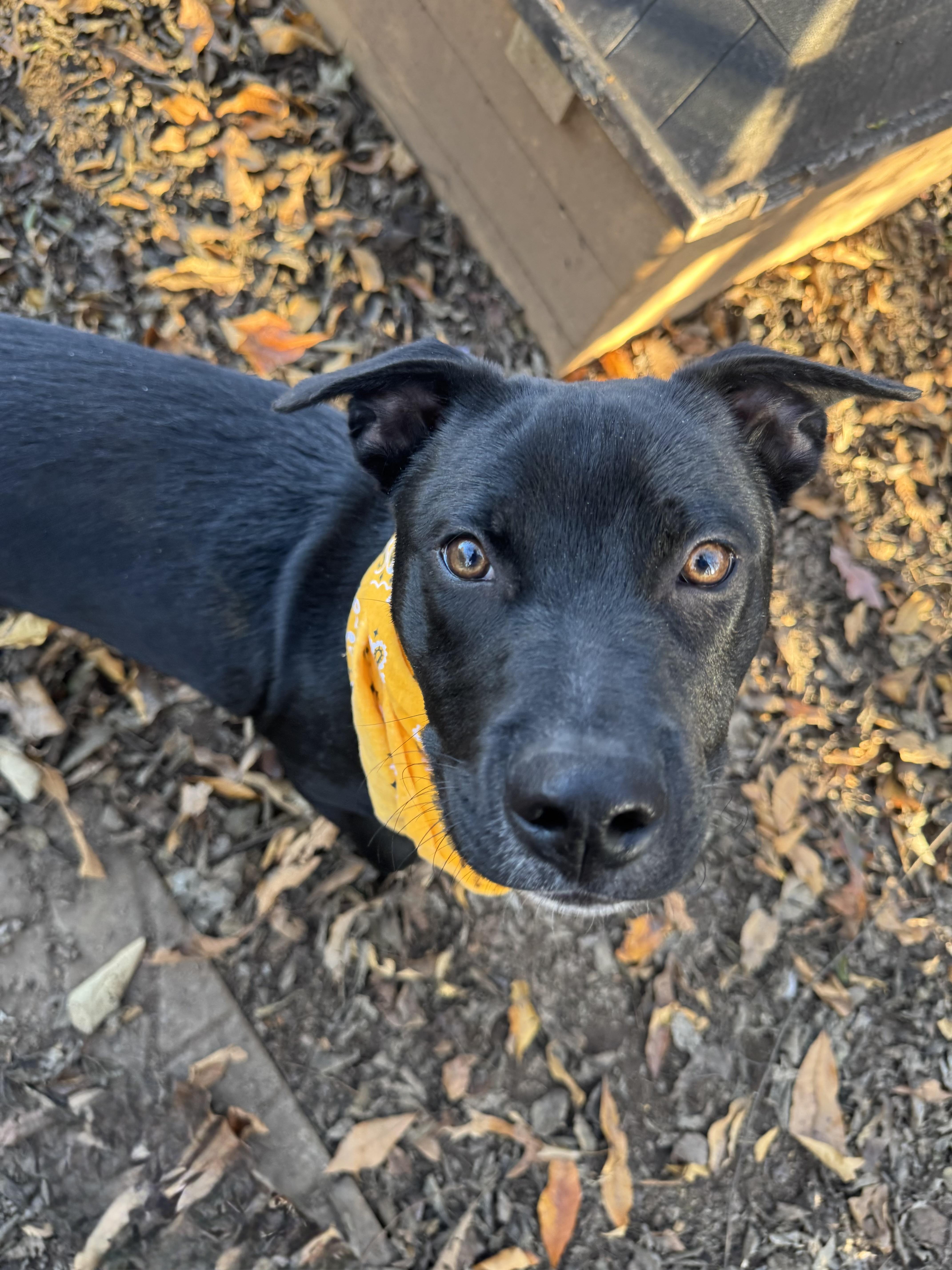Howie, a Adopted mixed breed in Loudon, TN image 4/4
