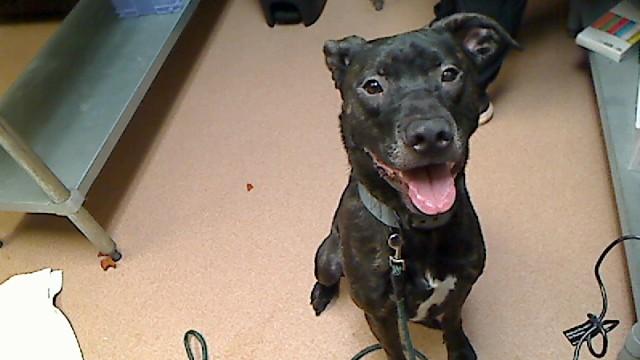 Enlarge REAPER, a Adoptable mixed breed in Cookeville, TN image 1/1