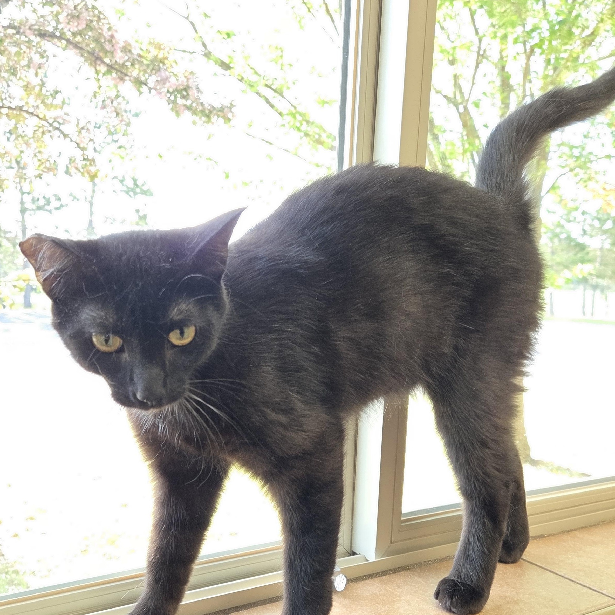 Grinch, a ADOPTABLE mixed breed in Park Rapids, MN image 2/2