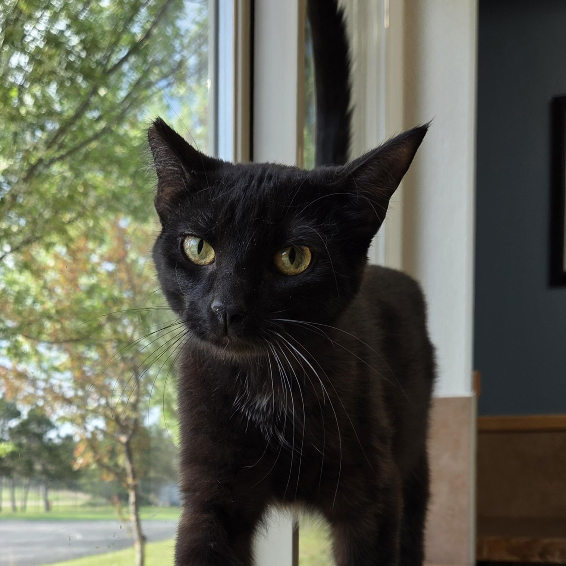 Grinch, a ADOPTABLE mixed breed in Park Rapids, MN image 1/2