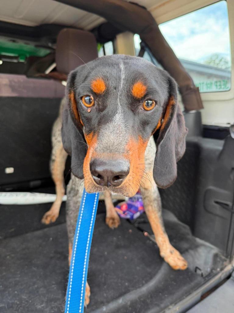 Trigger, Adoptable, Young Male Bluetick Coonhound.