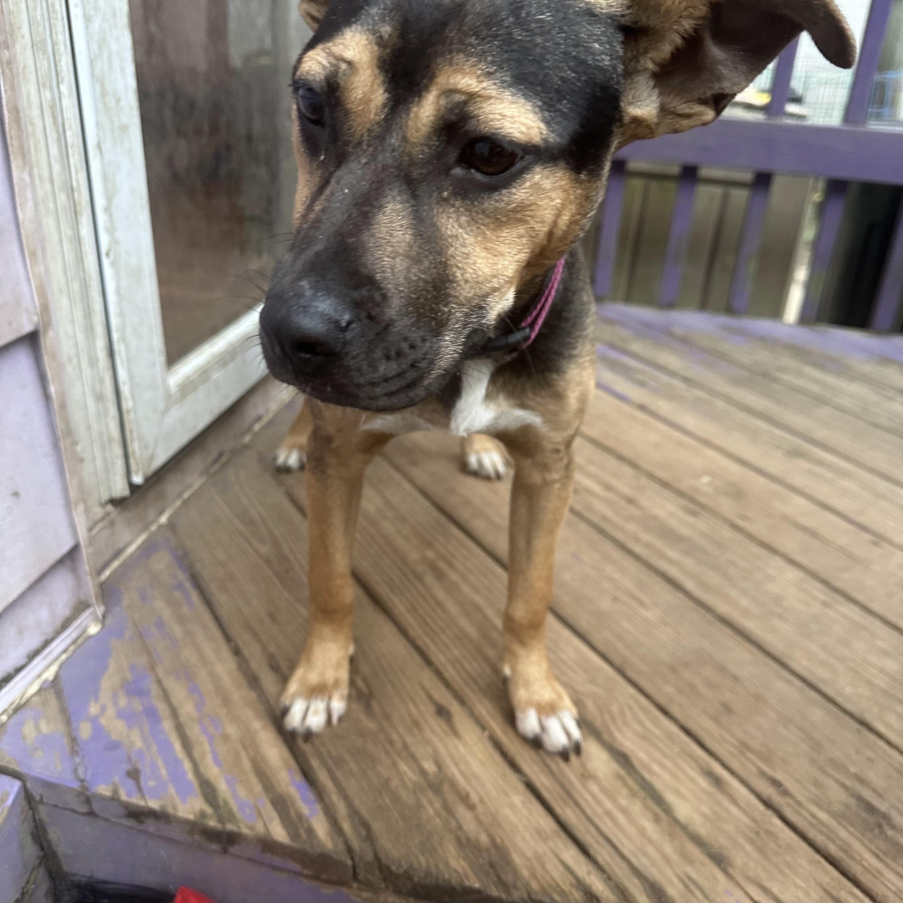 Enlarge Zayley, a Adoptable mixed breed in Haskell, NJ image 4/4