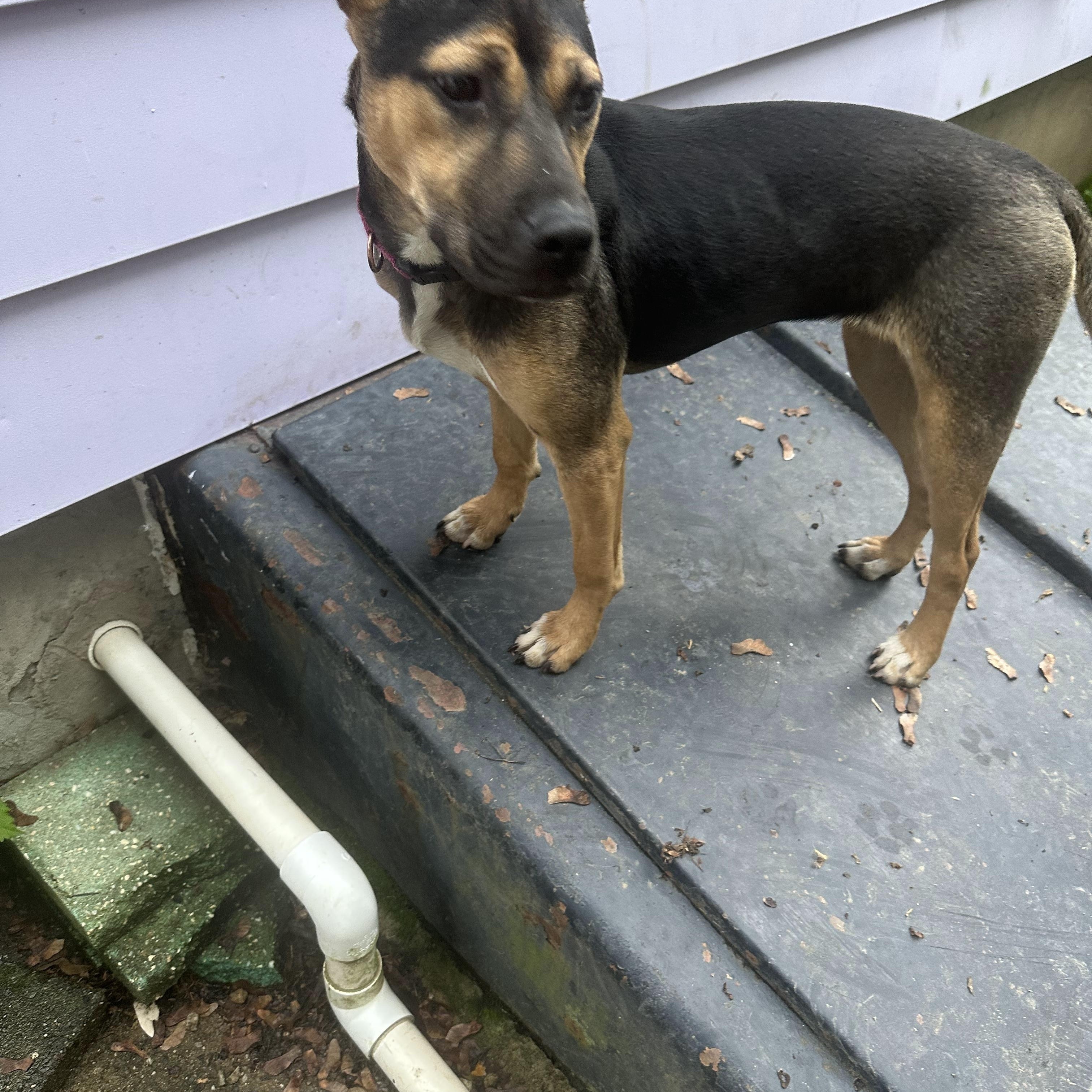 Enlarge Zayley, a Adoptable mixed breed in Haskell, NJ image 3/4