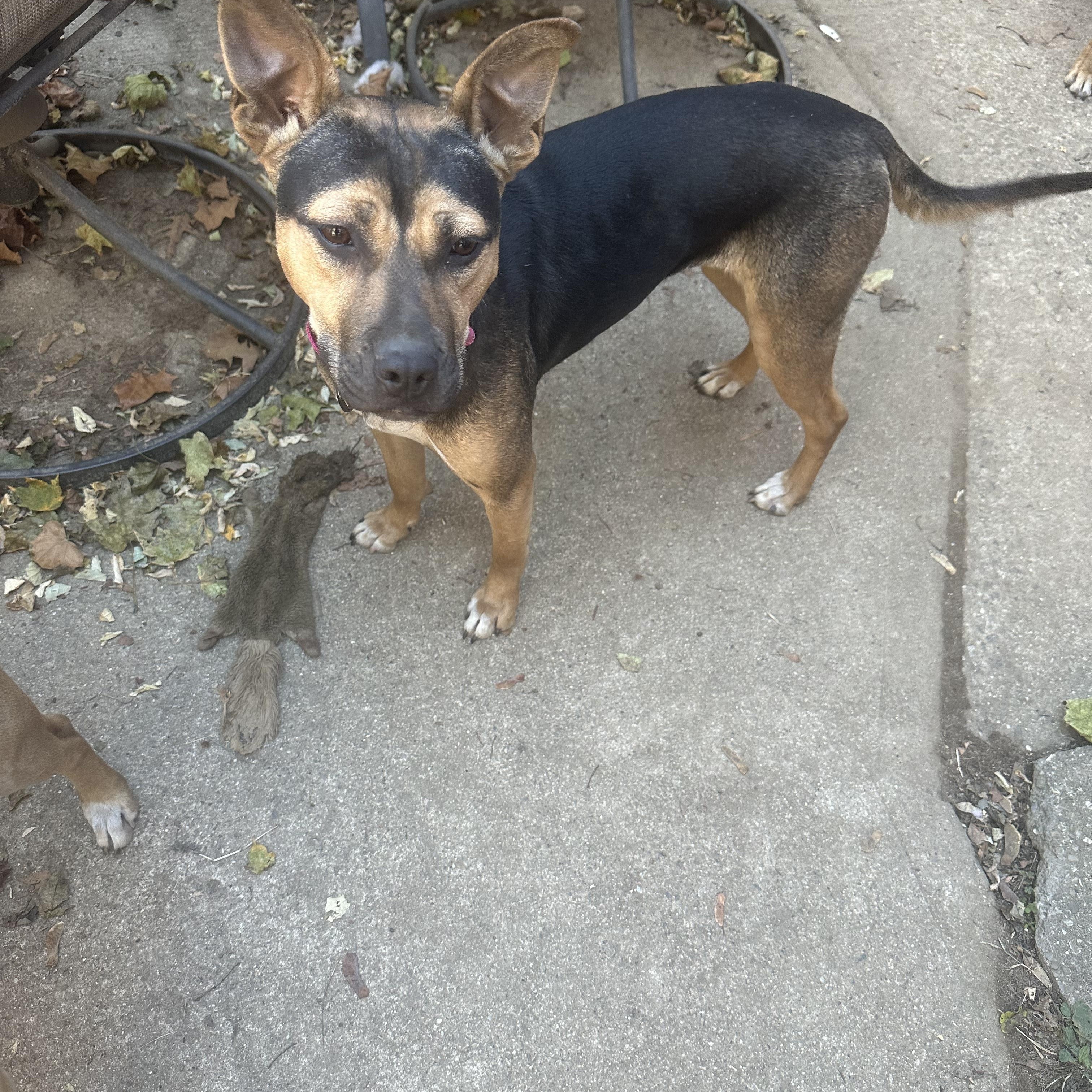 Enlarge Zayley, a Adoptable mixed breed in Haskell, NJ image 2/4