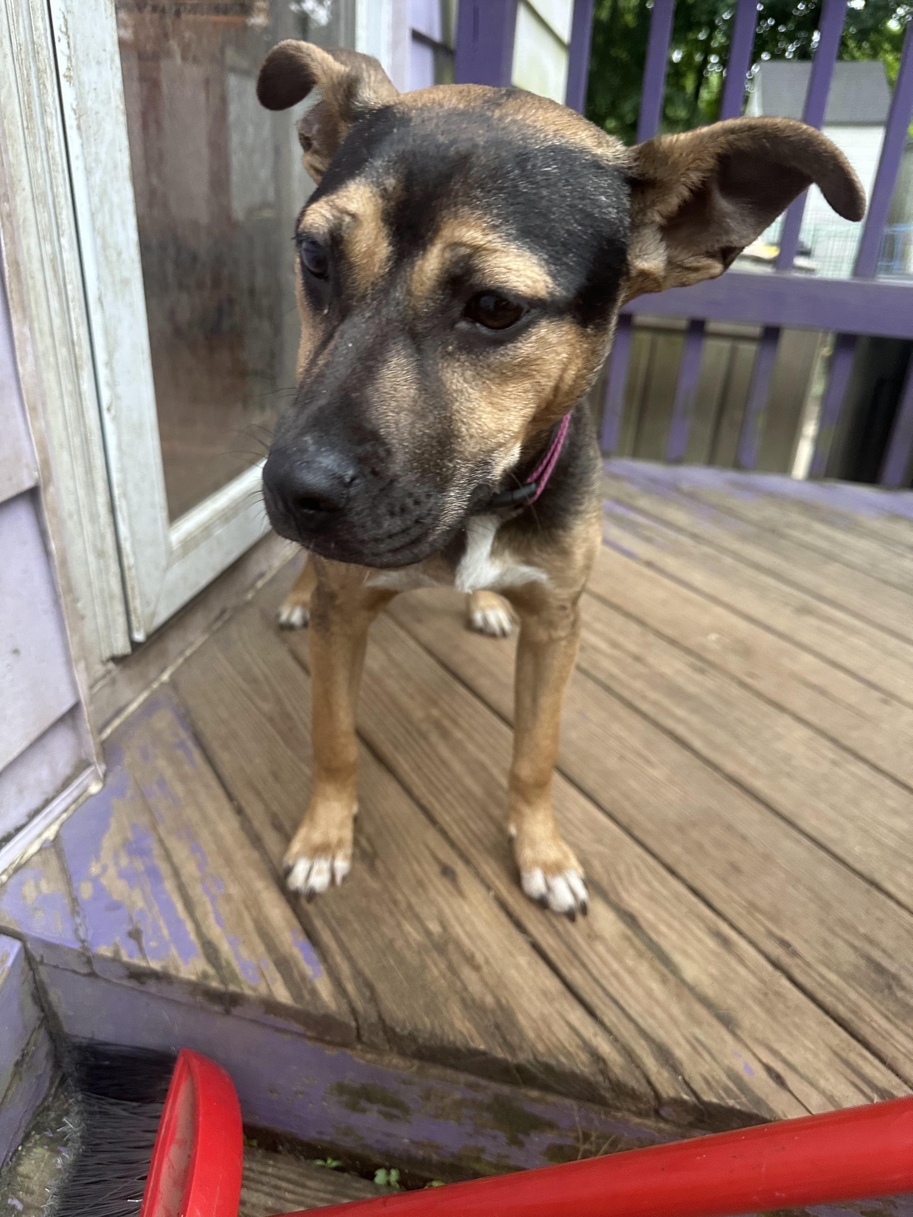 Enlarge Zayley, an adoptable mixed breed in Haskell, NJ image 3/3