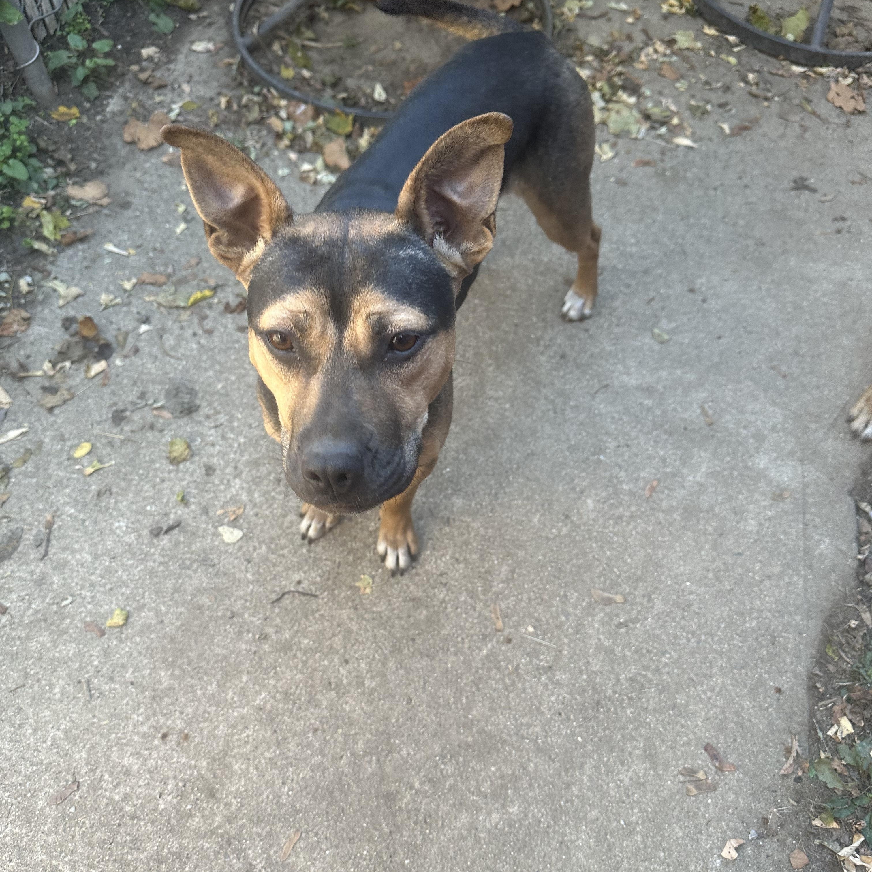 Enlarge Zayley, a Adoptable mixed breed in Haskell, NJ image 1/4
