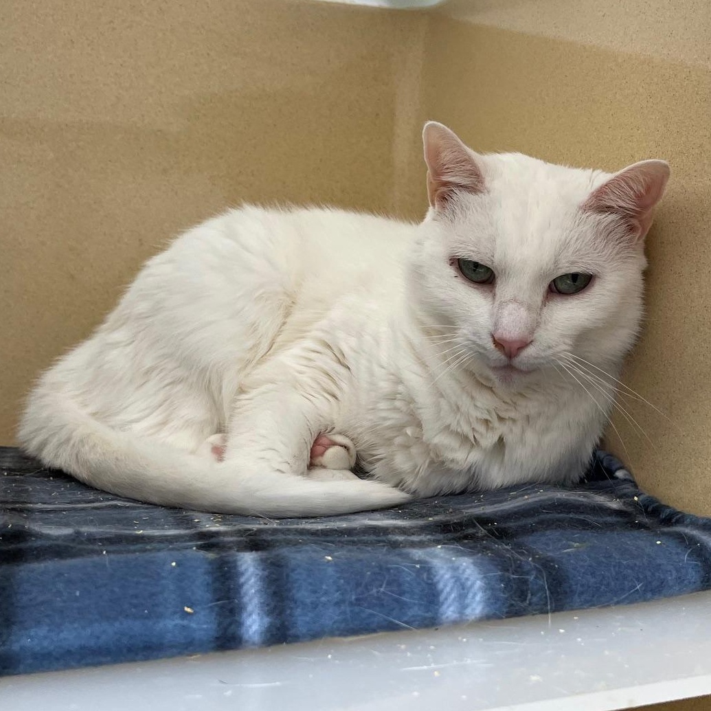 Enlarge Glacier, a Adoptable Domestic Short Hair in Clarksville, VA image 1/6