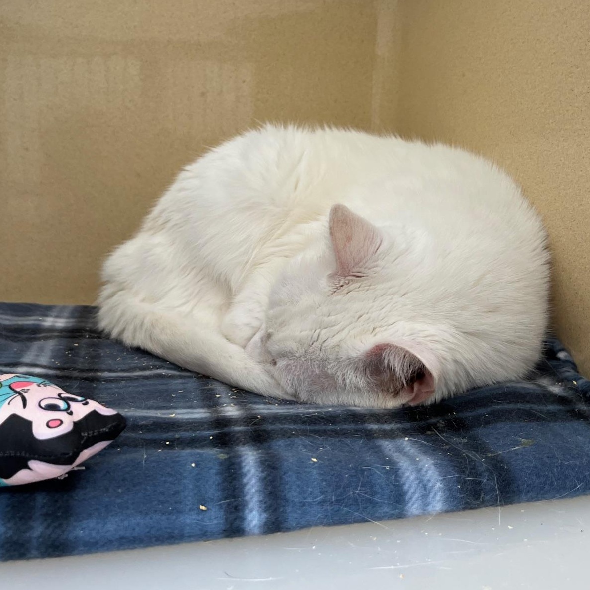 Enlarge Glacier, a Adoptable Domestic Short Hair in Clarksville, VA image 2/6