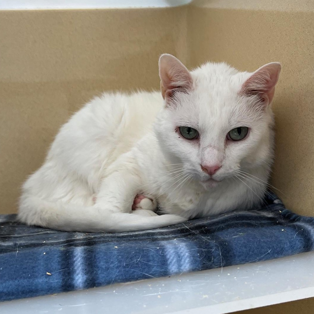 Enlarge Glacier, a Adoptable Domestic Short Hair in Clarksville, VA image 3/6