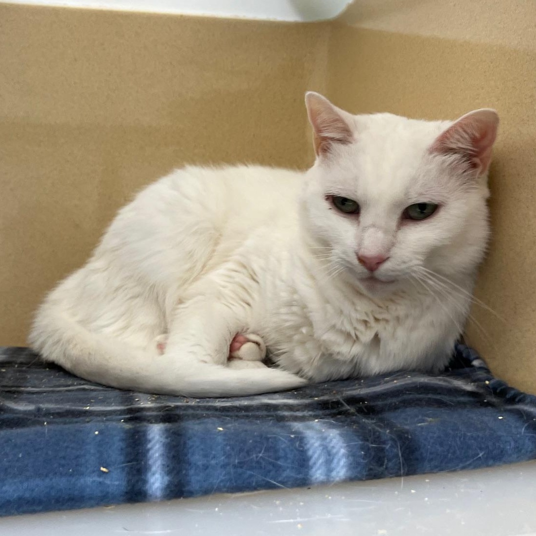 Enlarge Glacier, a Adoptable Domestic Short Hair in Clarksville, VA image 5/6