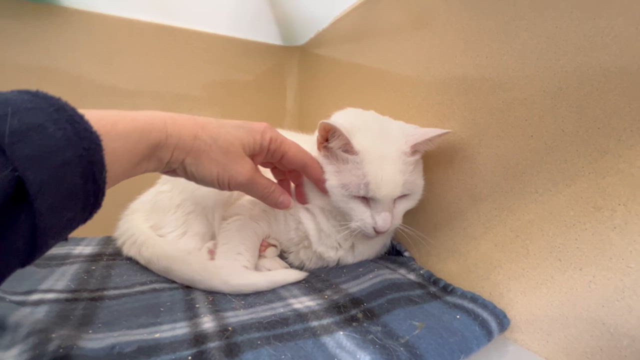 Enlarge Glacier, a Adoptable Domestic Short Hair in Clarksville, VA video 6/6