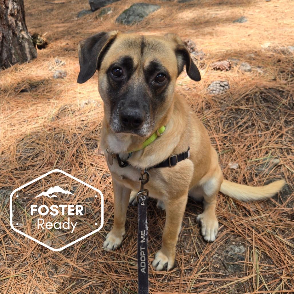 Bohdi, a Adoptable mixed breed in Incline Village, NV image 4/6