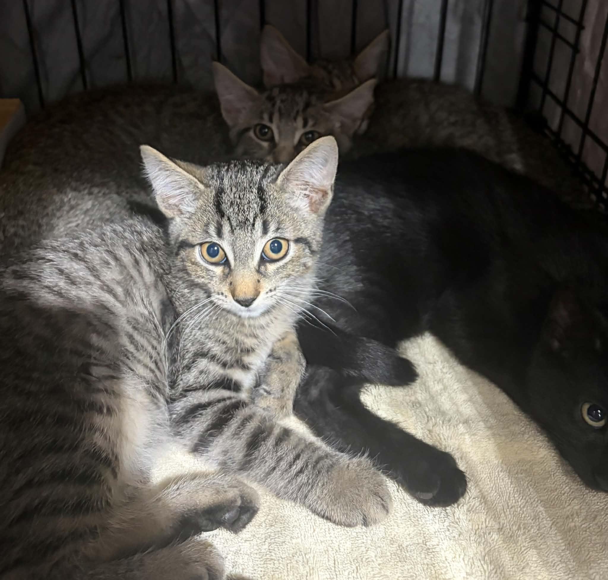 Enlarge Kittens, a Adoptable Domestic Short Hair in Westfield, MA image 1/1