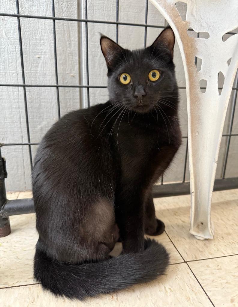 Angel, Adopted, Young Female Domestic Short Hair.