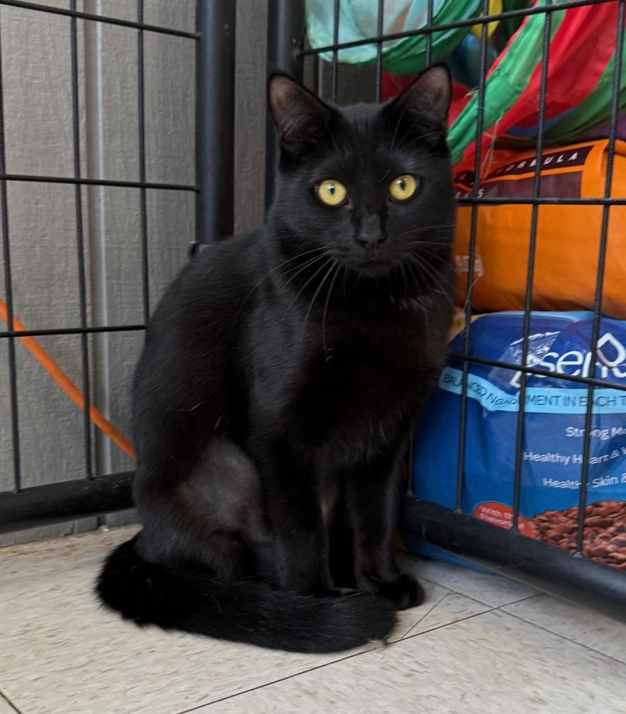 Enlarge Angel, a Adopted mixed breed in Lemoore, CA image 2/2