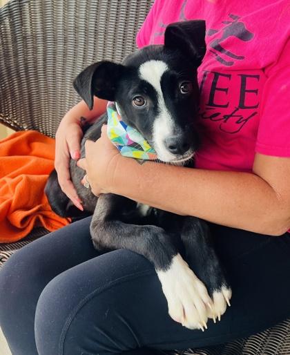 Pickles $125, Adoptable, Puppy Male Border Collie & Mixed Breed.