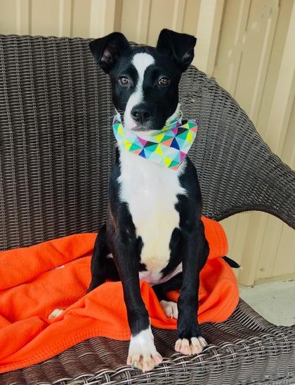 Enlarge Pickles $125, a Adoptable mixed breed in Seneca, SC image 2/3