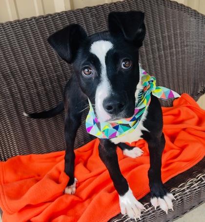 Enlarge Pickles $125, a Adoptable mixed breed in Seneca, SC image 3/3