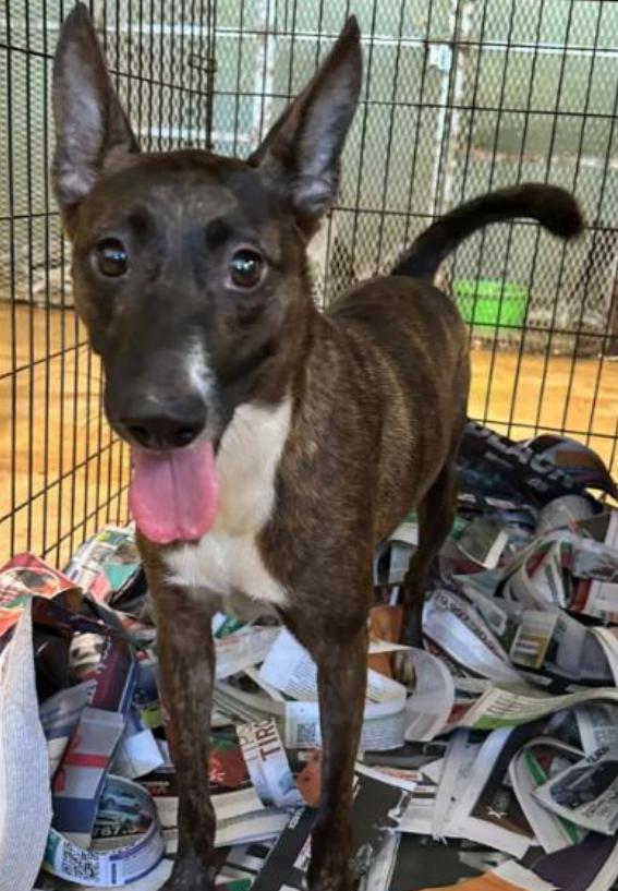 Emma, Adult Female Mixed Breed