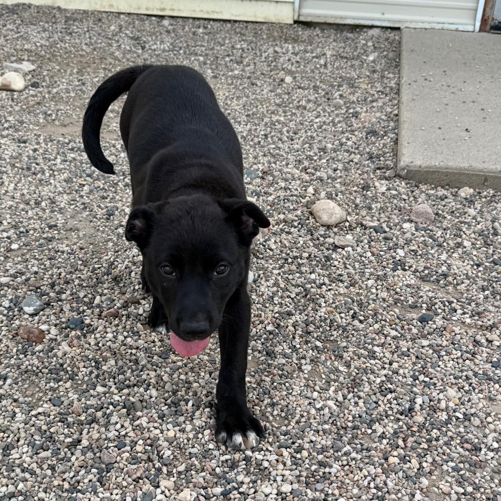 Hohnie, Adoptable, Puppy Female Pit Bull Terrier & Mixed Breed.