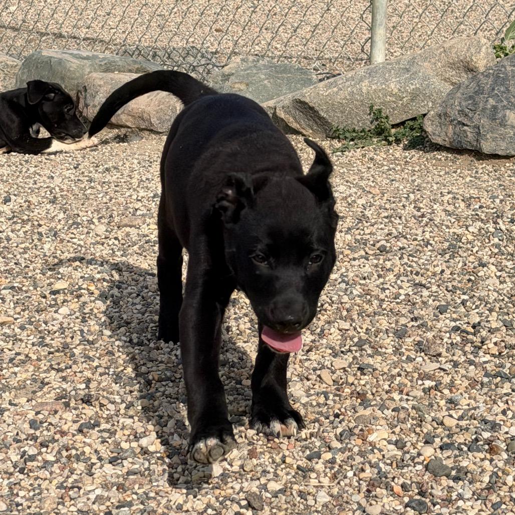 Enlarge Hohnie, a Adoptable mixed breed in Detroit Lakes, MN image 2/6