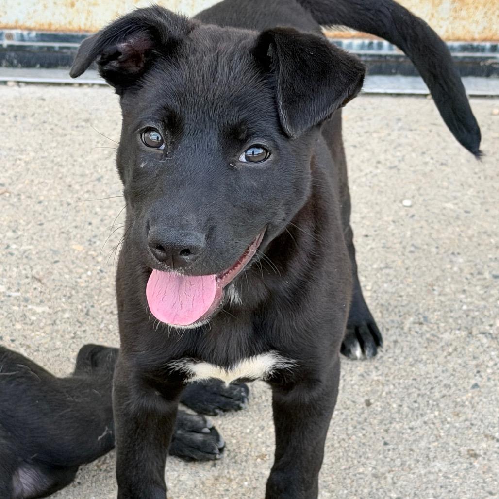Enlarge Hohnie, a Adoptable mixed breed in Detroit Lakes, MN image 3/6