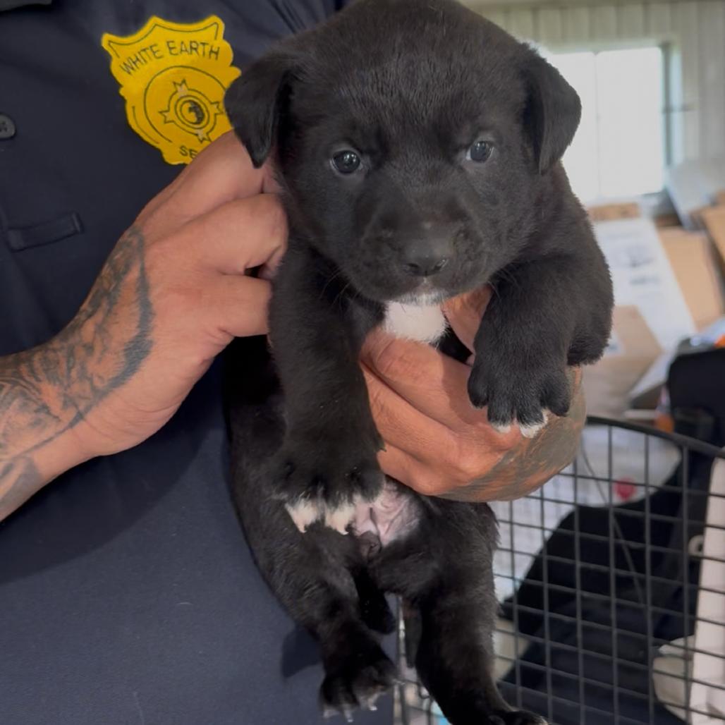 Hohnie, Adoptable, Puppy Female Pit Bull Terrier & Mixed Breed.