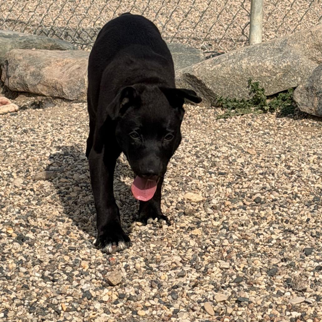 Enlarge Hohnie, a Adoptable mixed breed in Detroit Lakes, MN image 4/6
