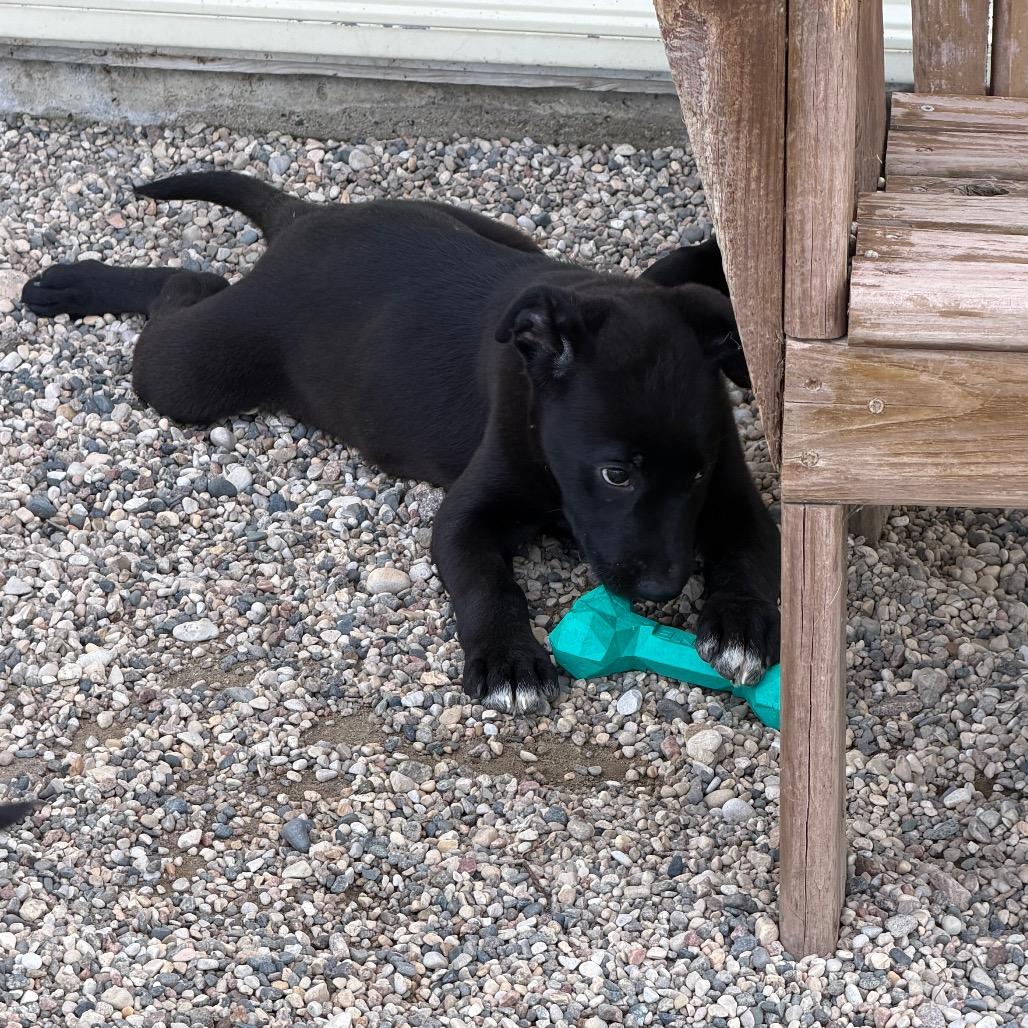 Enlarge Hohnie, a Adoptable mixed breed in Detroit Lakes, MN image 5/6
