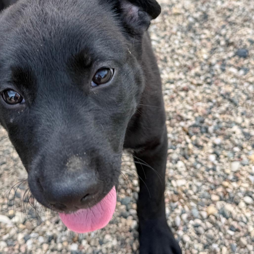 Enlarge Hohnie, a Adoptable mixed breed in Detroit Lakes, MN image 6/6