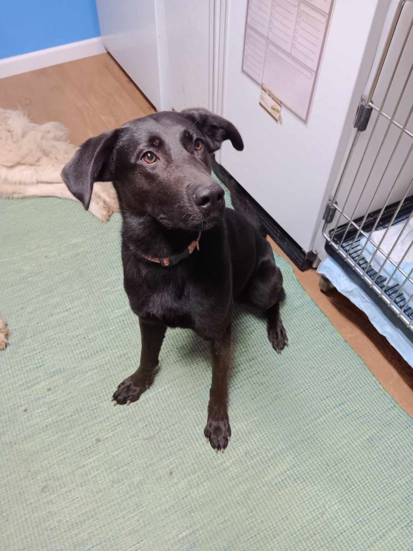 Raven (Rae), a Adoptable mixed breed in Fort Wayne, IN image 1/6