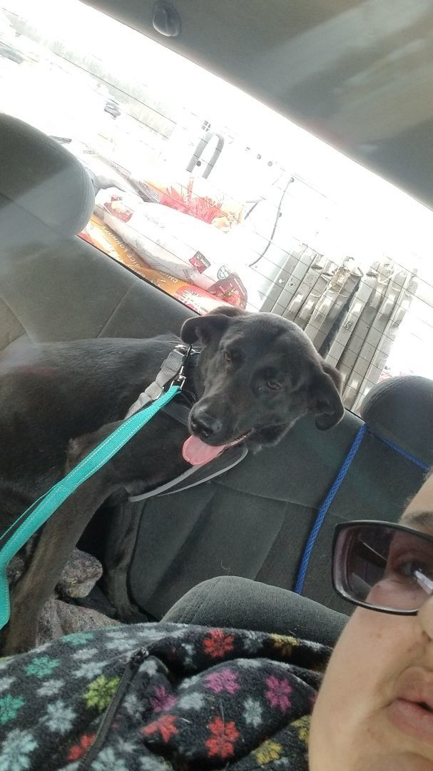 Raven (Rae), a Adoptable mixed breed in Fort Wayne, IN image 2/6