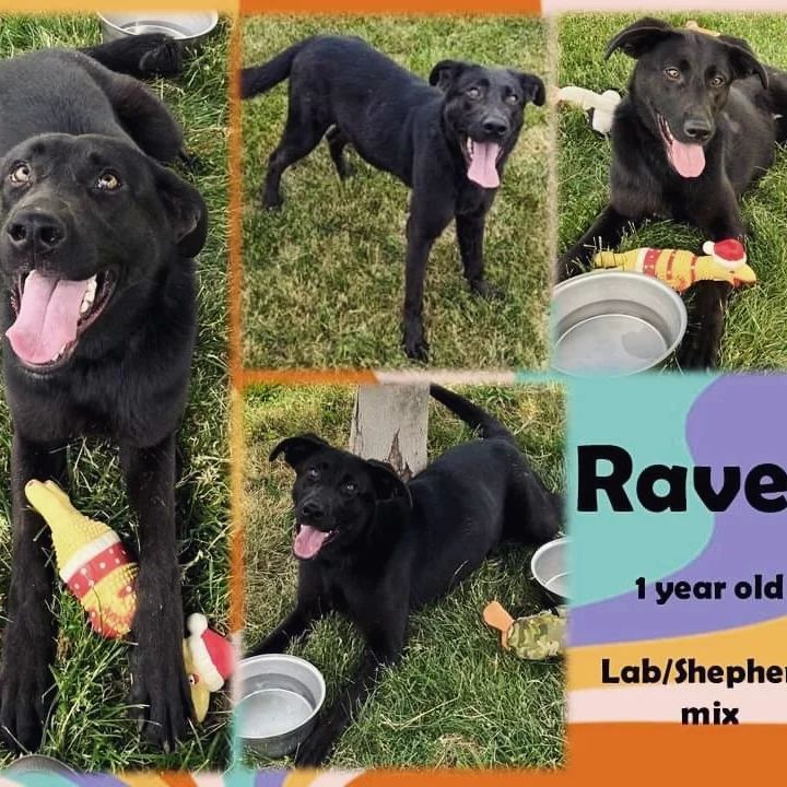 Raven (Rae), a Adoptable mixed breed in Fort Wayne, IN image 3/6