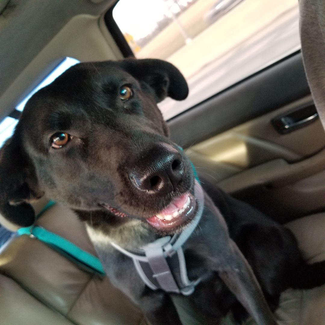 Raven (Rae), a Adoptable mixed breed in Fort Wayne, IN image 4/6