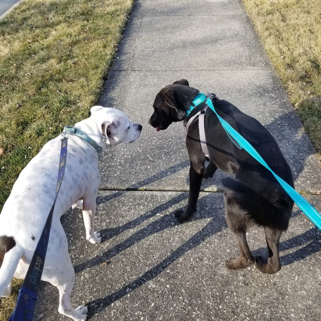 Raven (Rae), a Adoptable mixed breed in Fort Wayne, IN image 5/6